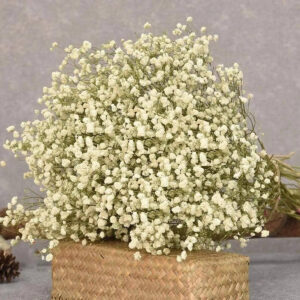 Bijeli gipsofil - grana