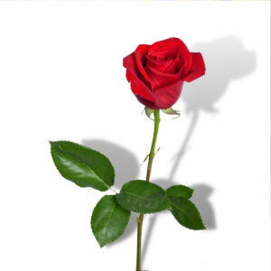 Crvena-ruža-cvijet-cvjecara-bio-špajz-hadzici