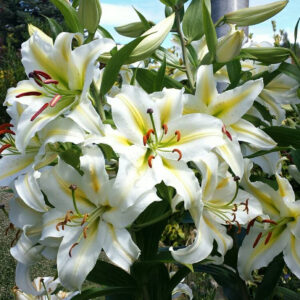 Cvijet ljiljan orijentalni