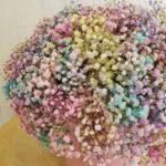 Gipsofil u boji - šareni