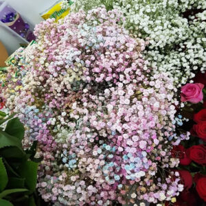 Gipsofil u boji - šareni