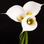 Kala cvijet