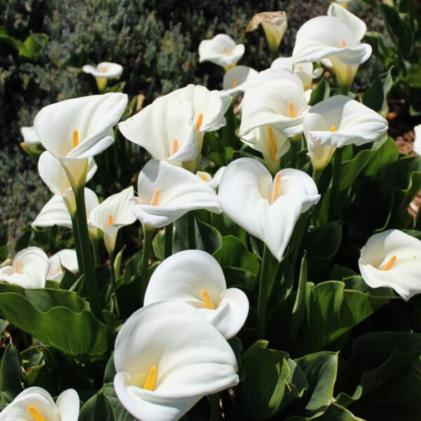 Kala cvijet