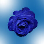 Plava ruža cvijet