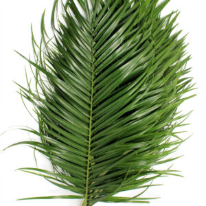 Robelina cvijet
