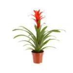 Bromelija cvijet