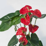 Cvijet anthurium
