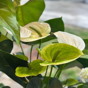 Cvijet anthurium