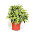 Cvijet ficus benjamin
