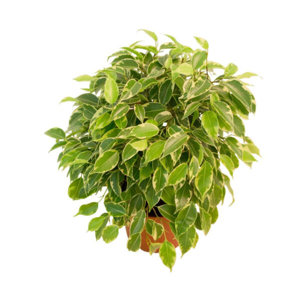 Cvijet ficus benjamin