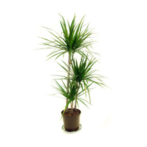 Dracena marginata cvijet