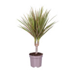 Dracena marginata cvijet