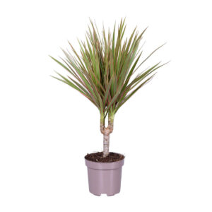 Dracena marginata cvijet