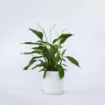 Spatifilum - spathiphyllum cvijet - manji