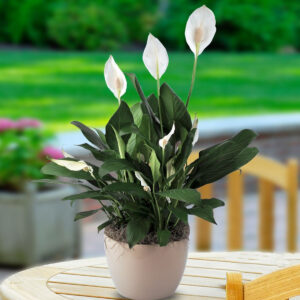 Spatifilum - spathiphyllum cvijet - manji